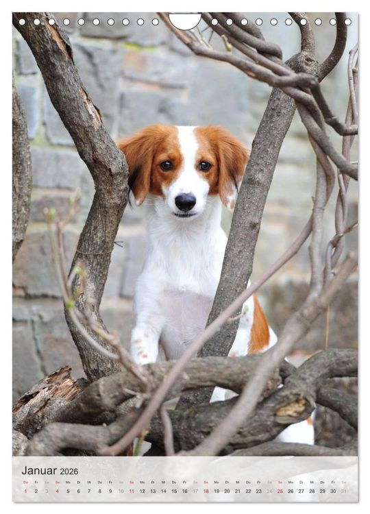Produktbild: Hundepers&ouml;nlichkeiten (Wandkalender 2026 DIN A4 hoch), CALVENDO Monatskalender