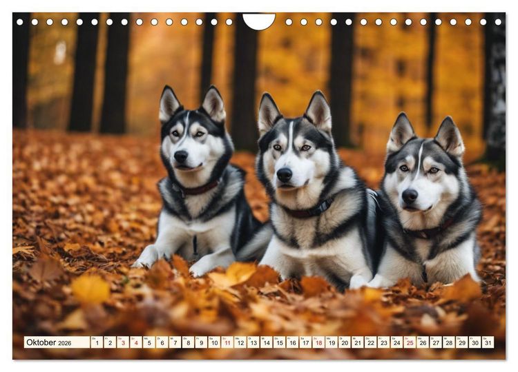 Produktbild: Siberian Huskies - die Extremsportler (Wandkalender 2026 DIN A4 quer), CALVENDO Monatskalender