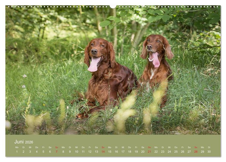 Produktbild: Setter - Geliebter Freund und Jagdkamerad (hochwertiger Premium Wandkalender 2026 DIN A2 quer), Kunstdruck in Hochglanz
