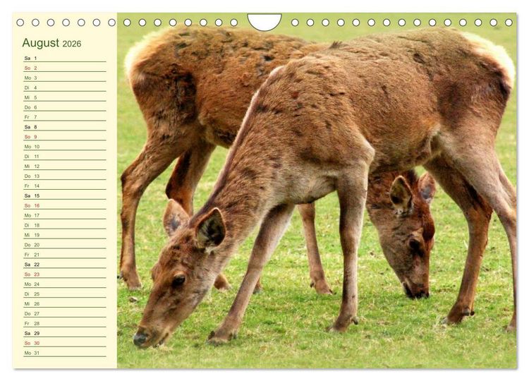 Produktbild: Begegnungen. DER HIRSCH (Wandkalender 2026 DIN A4 quer), CALVENDO Monatskalender