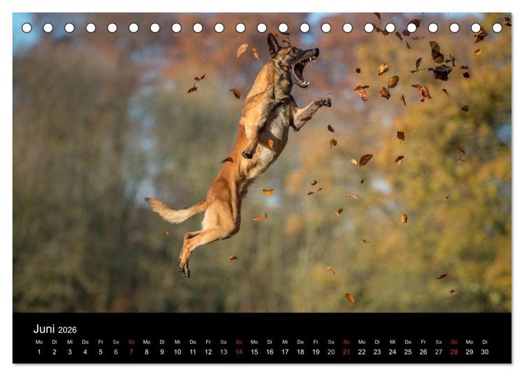 Produktbild: Belgischer Sch&auml;ferhund - Der Malinois in Action (Tischkalender 2026 DIN A5 quer), CALVENDO Monatskalender