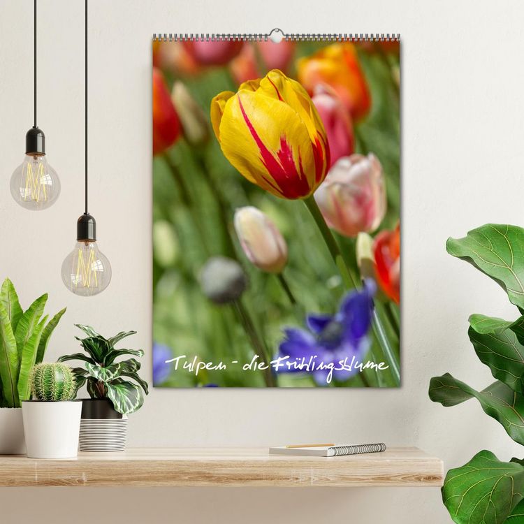 Produktbild: Tulpen - die Fr&uuml;hlingsblume (Wandkalender 2026 DIN A2 hoch), CALVENDO Monatskalender