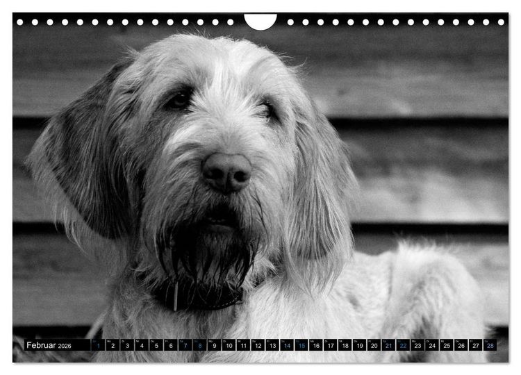 Produktbild: Carissimo Spinone Italiano (Wandkalender 2026 DIN A4 quer), CALVENDO Monatskalender