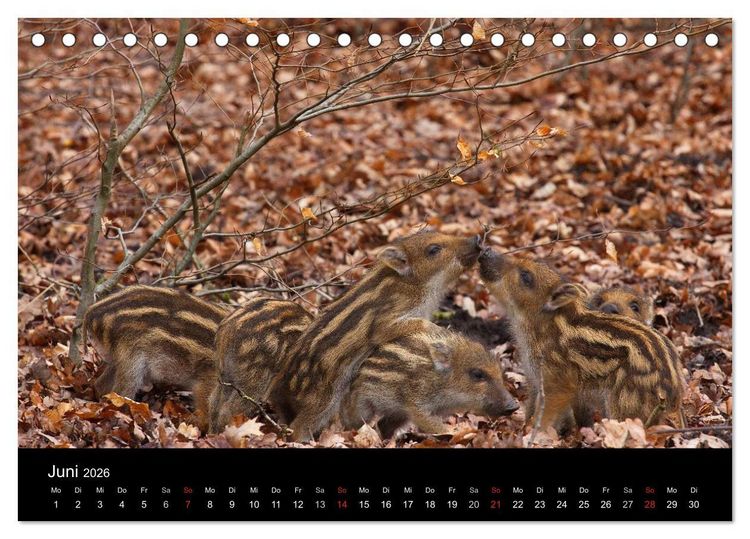 Produktbild: Wilde Wutzen. Das heimische Wildschwein (Tischkalender 2026 DIN A5 quer), CALVENDO Monatskalender