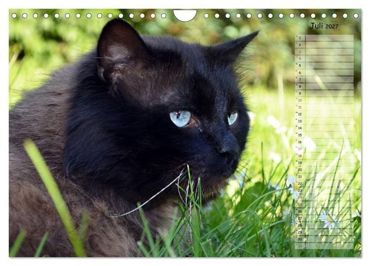 Produktbild: Katzen im Portr&auml;t / Geburtstagskalender (Wandkalender 2027 DIN A4 quer), CALVENDO Monatskalender