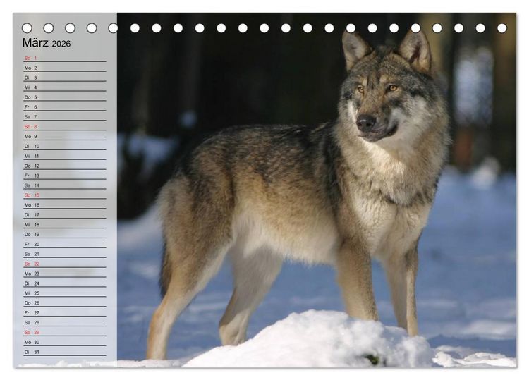 Produktbild: W&ouml;lfe. Graue Eminenzen (Tischkalender 2026 DIN A5 quer), CALVENDO Monatskalender