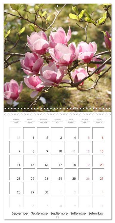 Produktbild: Kruse, G: Floraison des magnolias (Calendrier mural carr&eacute; 20