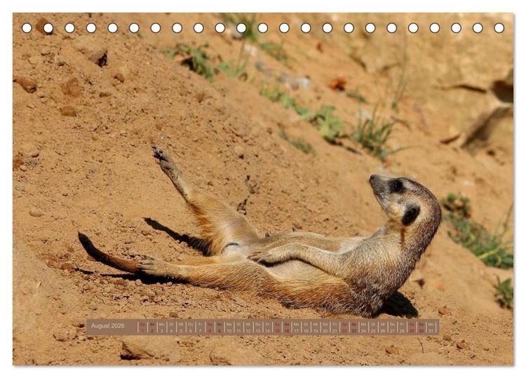 Produktbild: Erdm&auml;nnchen (Tischkalender 2026 DIN A5 quer), CALVENDO Monatskalender