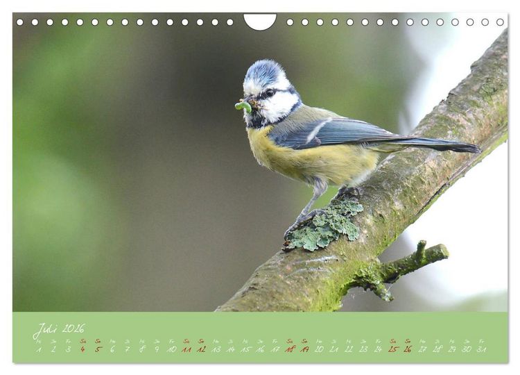 Produktbild: Die Blaumeise, Gast in unserem Garten (Wandkalender 2026 DIN A4 quer), CALVENDO Monatskalender