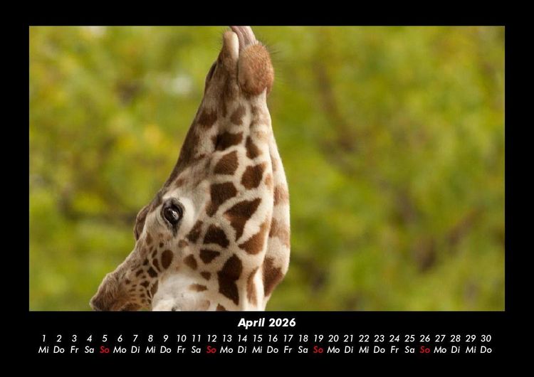 Produktbild: Giraffen 2026 Fotokalender DIN A3