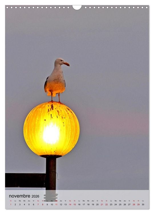 Produktbild: La mouette (Calendrier mural 2026 DIN A3 horizontal), CALVENDO calendrier mensuel
