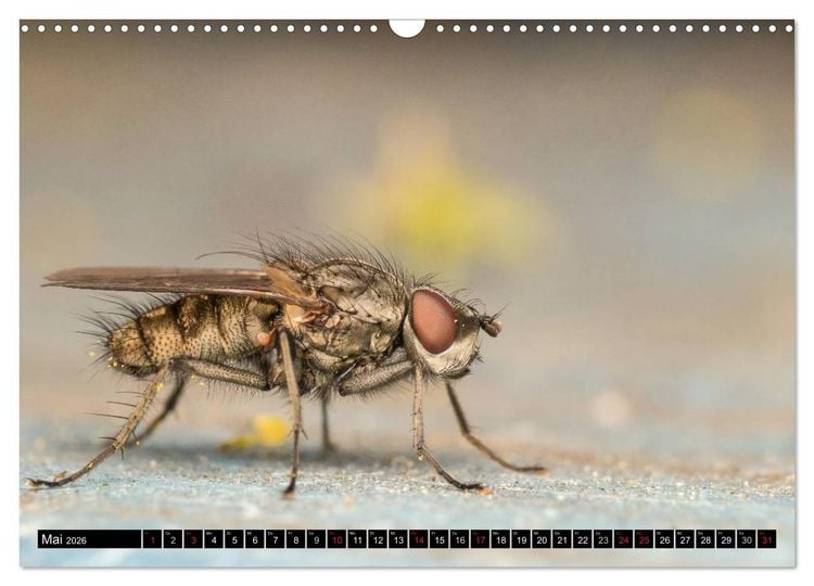 Produktbild: Kleine Wesen &ndash; Makroaufnahmen von einheimischen Insekten (Wandkalender 2026 DIN A3 quer), CALVENDO Monatskalender