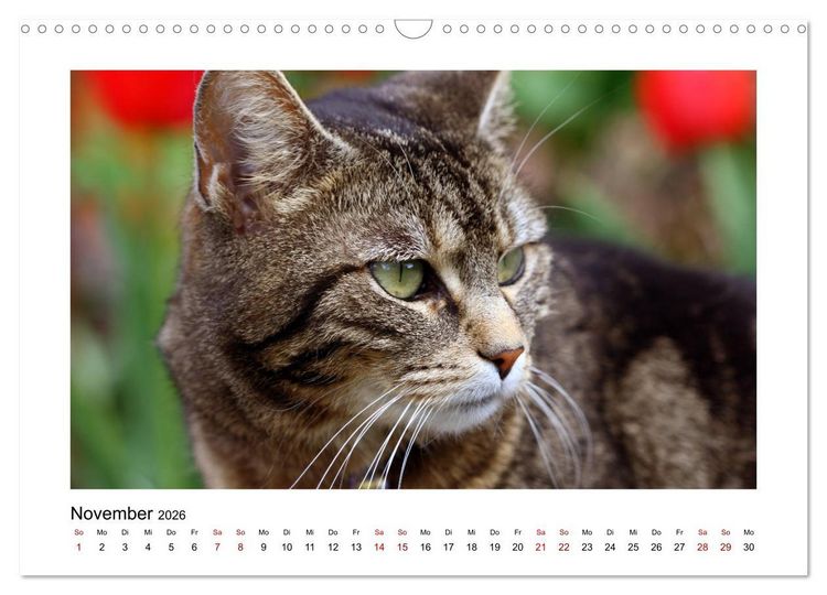 Produktbild: Stra&szlig;entiger auf Samtpfoten (Wandkalender 2026 DIN A3 quer), CALVENDO Monatskalender