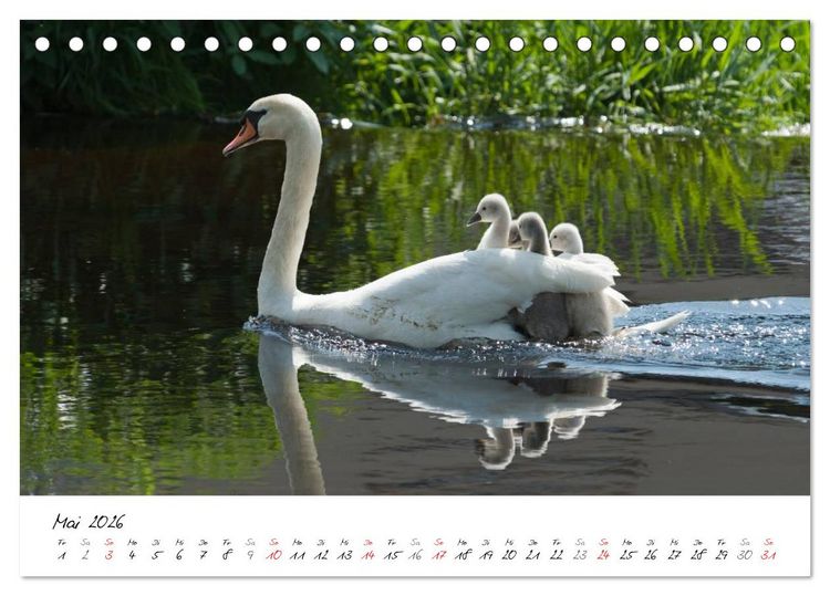 Produktbild: Ein Jahr mit den Schw&auml;nen (Tischkalender 2026 DIN A5 quer), CALVENDO Monatskalender