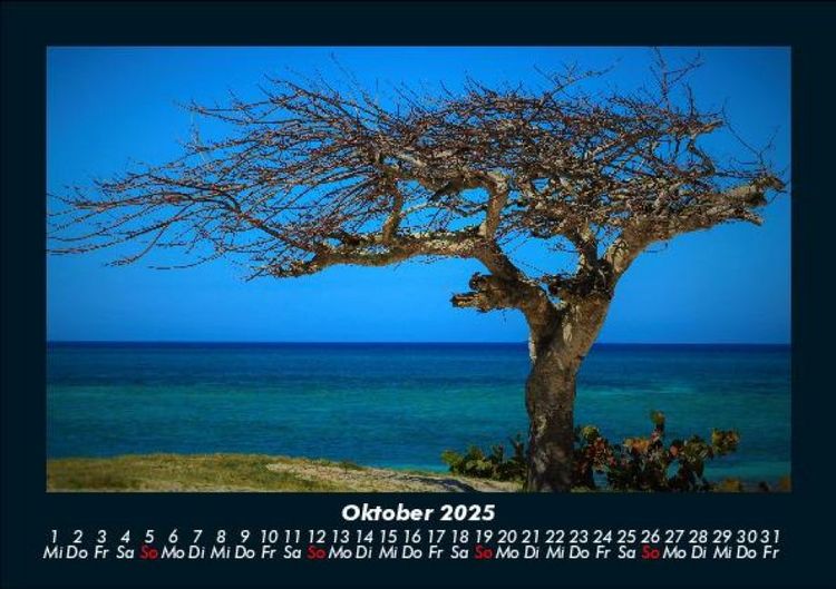 Produktbild: B&auml;ume 2025 Fotokalender DIN A5