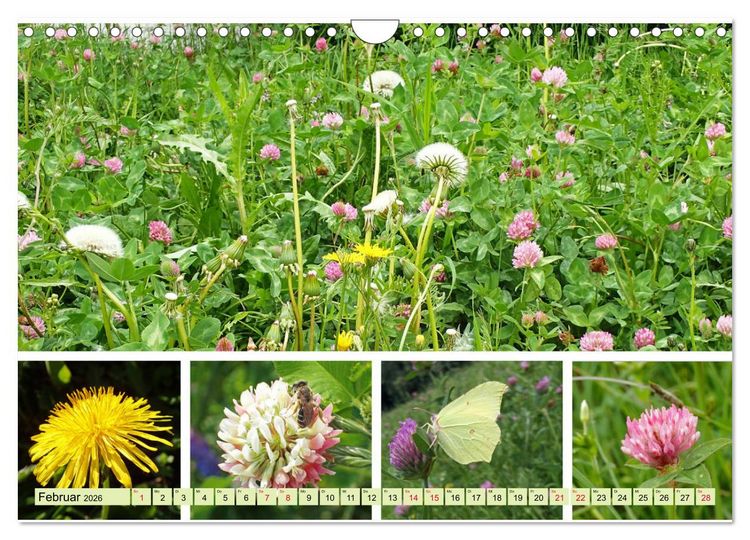 Produktbild: Bl&uuml;tenmeer am Wegesrand (Wandkalender 2026 DIN A4 quer), CALVENDO Monatskalender