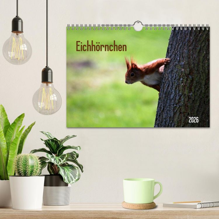 Produktbild: Eichh&ouml;rnchen (Wandkalender 2026 DIN A4 quer), CALVENDO Monatskalender