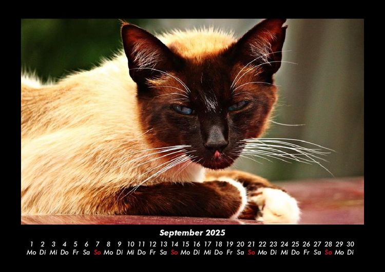 Produktbild: F&uuml;r Katzenfreunde 2025 Fotokalender DIN A3