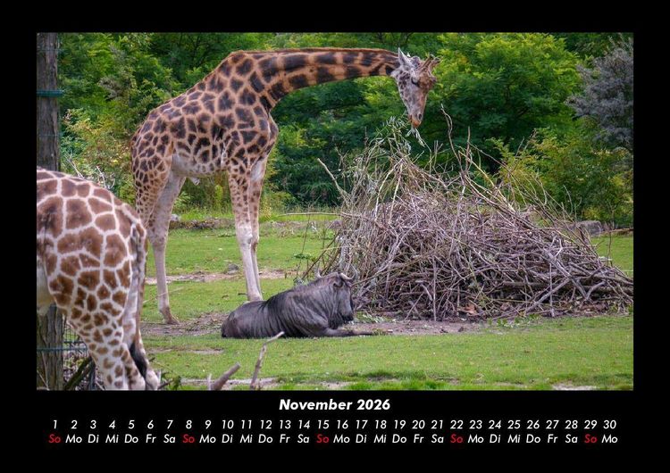 Produktbild: Giraffen 2026 Fotokalender DIN A3