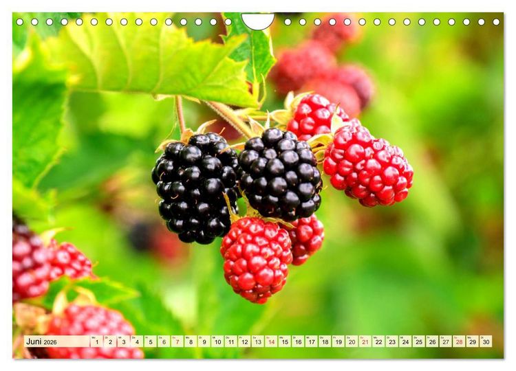 Produktbild: Essbare Wildfr&uuml;chte. Aromatische K&ouml;stlichkeiten aus der Natur (Wandkalender 2026 DIN A4 quer), CALVENDO Monatskalender