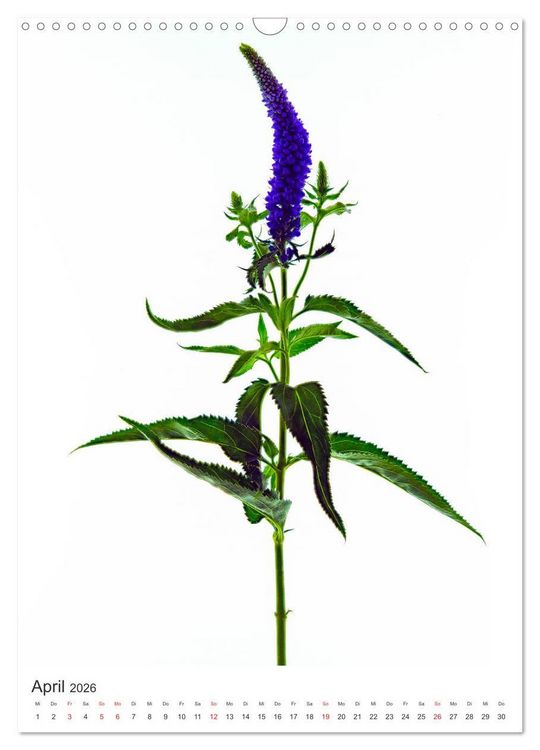 Produktbild: Blumen pur (Wandkalender 2026 DIN A3 hoch), CALVENDO Monatskalender