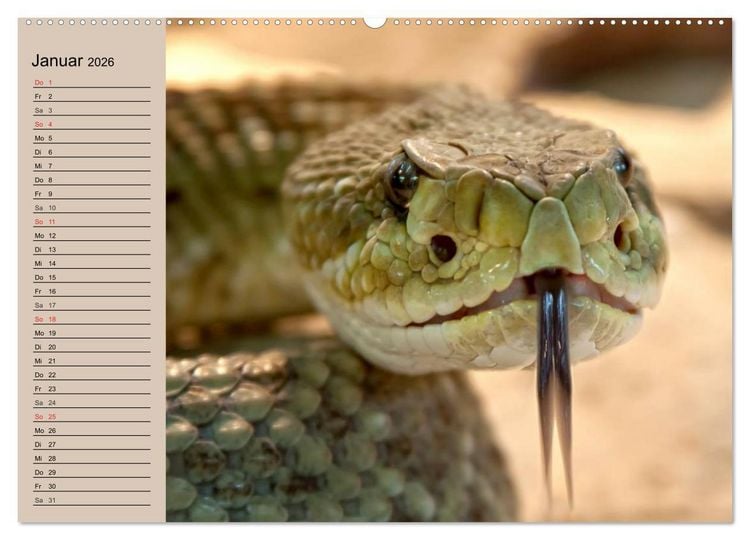 Produktbild: Giftschlangen (Wandkalender 2026 DIN A2 quer), CALVENDO Monatskalender