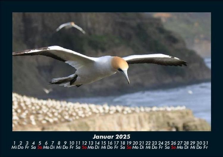Produktbild: V&ouml;gel 2025 Fotokalender DIN A5