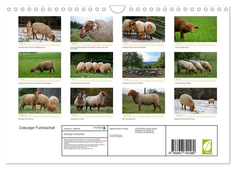 Produktbild: Coburger Fuchsschaf (Wandkalender 2026 DIN A4 quer), CALVENDO Monatskalender