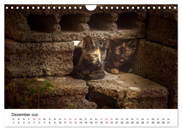 Produktbild: Katzenjahr 2026 (Wandkalender 2026 DIN A4 quer), CALVENDO Monatskalender