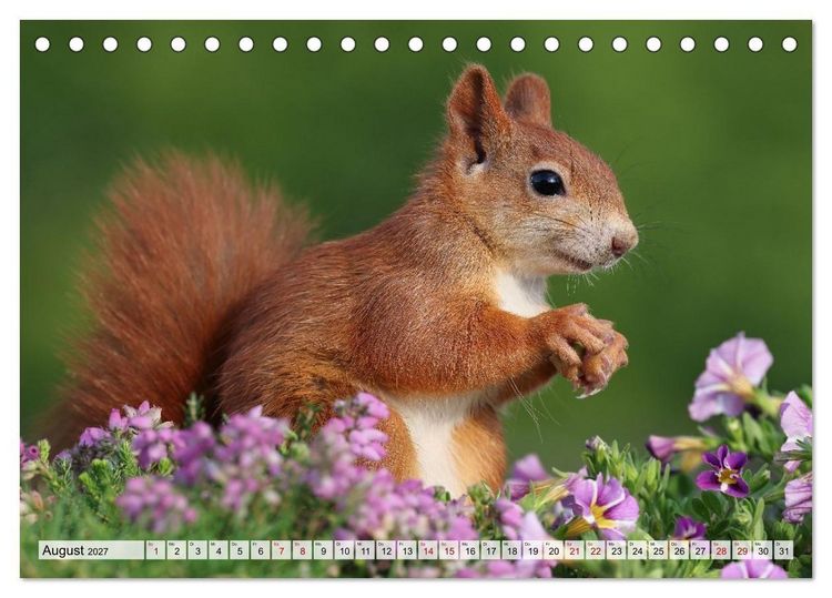 Produktbild: Eichh&ouml;rnchen - Kleine Fotomodelle mit gro&szlig;em Charme (Tischkalender 2027 DIN A5 quer), CALVENDO Monatskalender