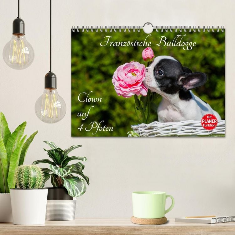 Produktbild: Franz&ouml;sische Bulldogge - Clown auf 4 Pfoten (Wandkalender 2026 DIN A4 quer), CALVENDO Monatskalender