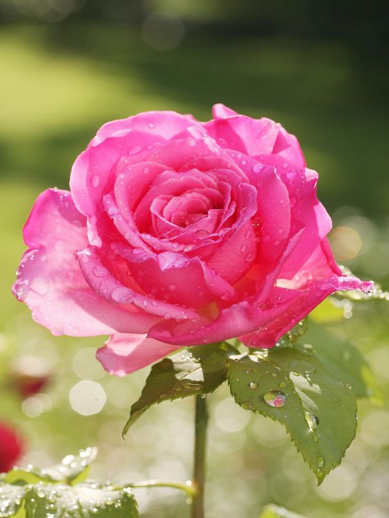 Produktbild: CALVENDO Puzzle Rose 'Duftrausch' nach dem Regen 1000 Teile Lege-Gr&ouml;&szlig;e 48 x 64 cm Foto-Puzzle Bild von Gisela Kruse