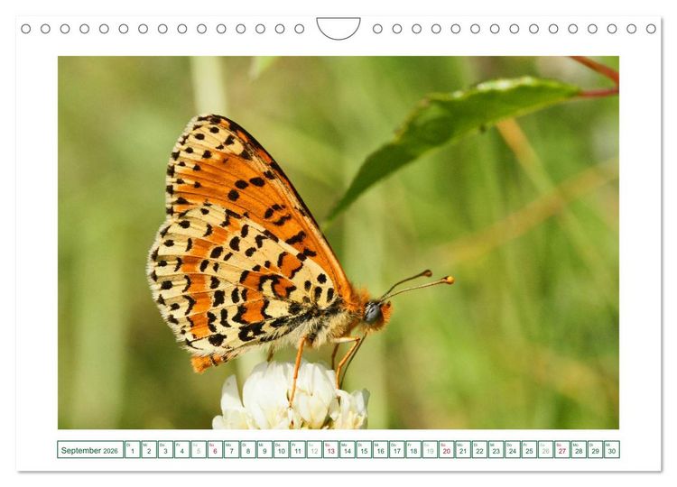 Produktbild: Schmetterlinge: zart und bunt (Wandkalender 2026 DIN A4 quer), CALVENDO Monatskalender
