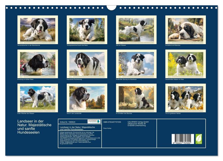 Produktbild: Landseer in der Natur. Majest&auml;tische und sanfte Hundeseelen (Wandkalender 2026 DIN A3 quer), CALVENDO Monatskalender