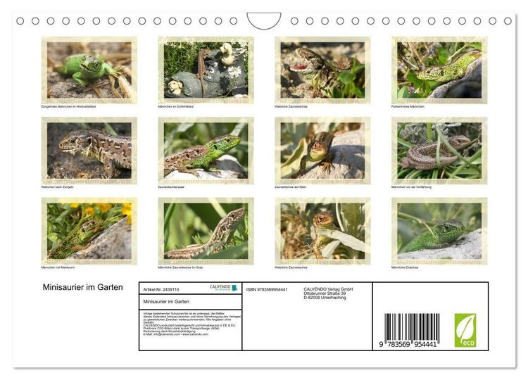 Produktbild: Minisaurier im Garten (Wandkalender 2027 DIN A4 quer), CALVENDO Monatskalender