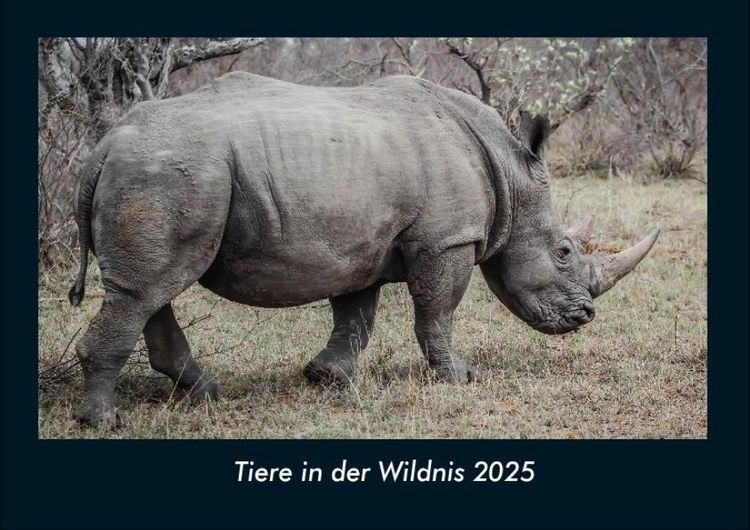 Produktbild: Tiere in der Wildnis 2025 Fotokalender DIN A4