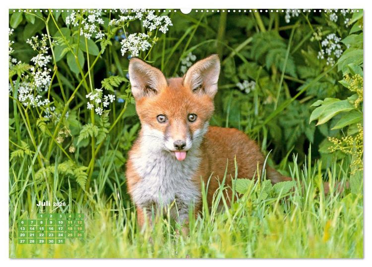 Produktbild: Der Fuchs: Kluger J&auml;ger (Wandkalender 2026 DIN A2 quer), CALVENDO Monatskalender