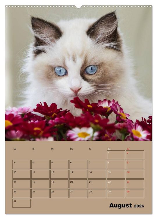 Produktbild: Ragdolls zum Verlieben (Wandkalender 2026 DIN A2 hoch), CALVENDO Monatskalender