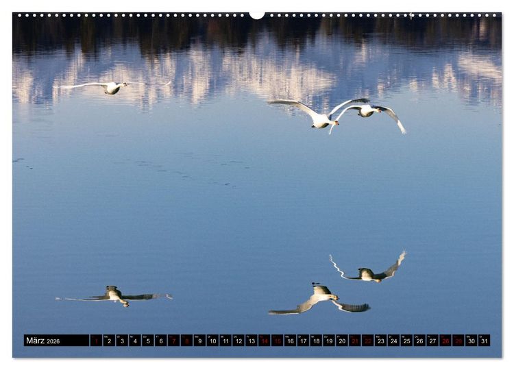 Produktbild: Die Eleganz der Schw&auml;ne (Wandkalender 2026 DIN A2 quer), CALVENDO Monatskalender