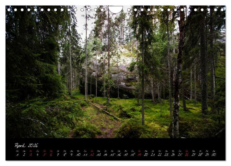 Produktbild: Wald (Wandkalender 2026 DIN A4 quer), CALVENDO Monatskalender