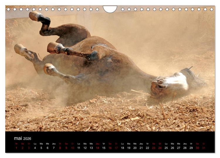 Produktbild: Les chevaux du Maroc (Calendrier mural 2026 DIN A4 vertical), CALVENDO calendrier mensuel