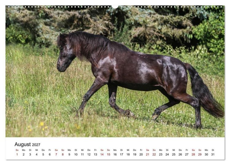 Produktbild: PFERDE - Zwischen Himmel, Erde und Hufschlag (Wandkalender 2027 DIN A2 quer), CALVENDO Monatskalender