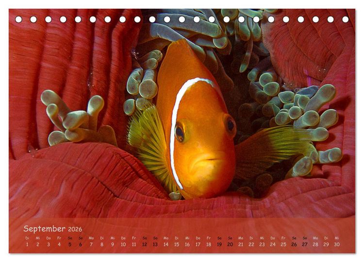 Produktbild: Anemonenfische - Streitbare Gesellen (Tischkalender 2026 DIN A5 quer), CALVENDO Monatskalender