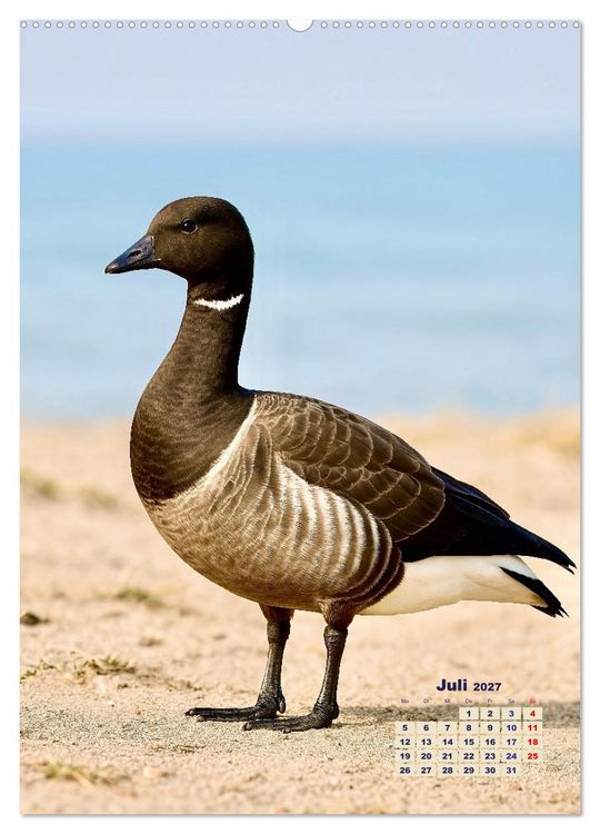 Produktbild: Seev&ouml;gel an der Nordsee (Wandkalender 2027 DIN A2 hoch), CALVENDO Monatskalender