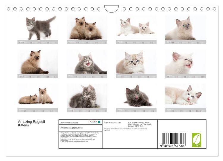 Produktbild: Amazing Ragdoll Kittens (Wall Calendar 2026 DIN A4 landscape), CALVENDO 12 Month Wall Calendar