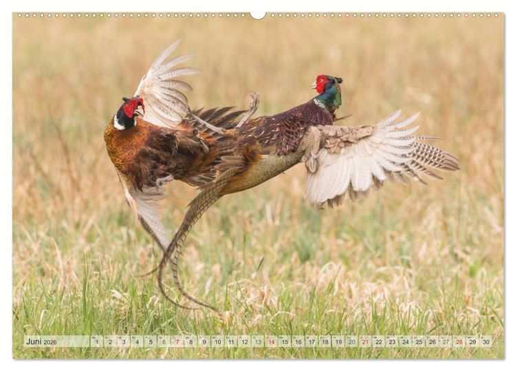 Produktbild: Emotionale Momente: Der Jagdfasan. (hochwertiger Premium Wandkalender 2026 DIN A2 quer), Kunstdruck in Hochglanz