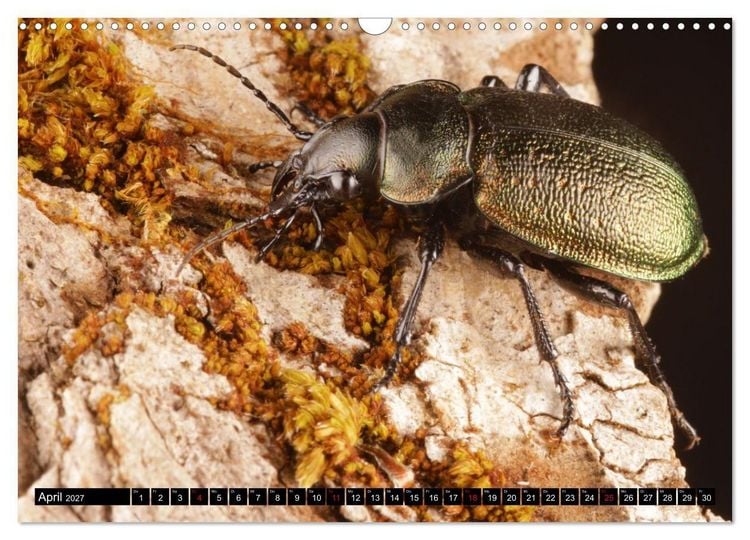 Produktbild: LAUFK&Auml;FER - CARABIDAE (Wandkalender 2027 DIN A3 quer), CALVENDO Monatskalender