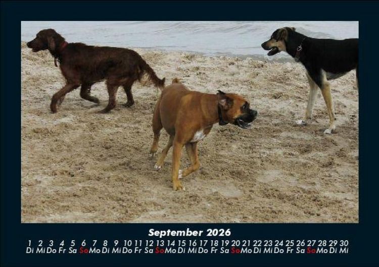 Produktbild: Hundezauber 2026 Fotokalender DIN A5
