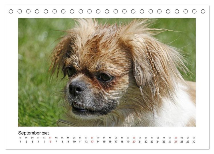 Produktbild: Tibet-Spaniel (Tischkalender 2026 DIN A5 quer), CALVENDO Monatskalender