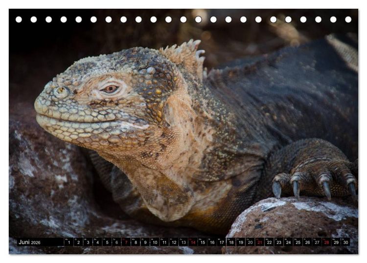 Produktbild: Leguane auf Galapagos (Tischkalender 2026 DIN A5 quer), CALVENDO Monatskalender